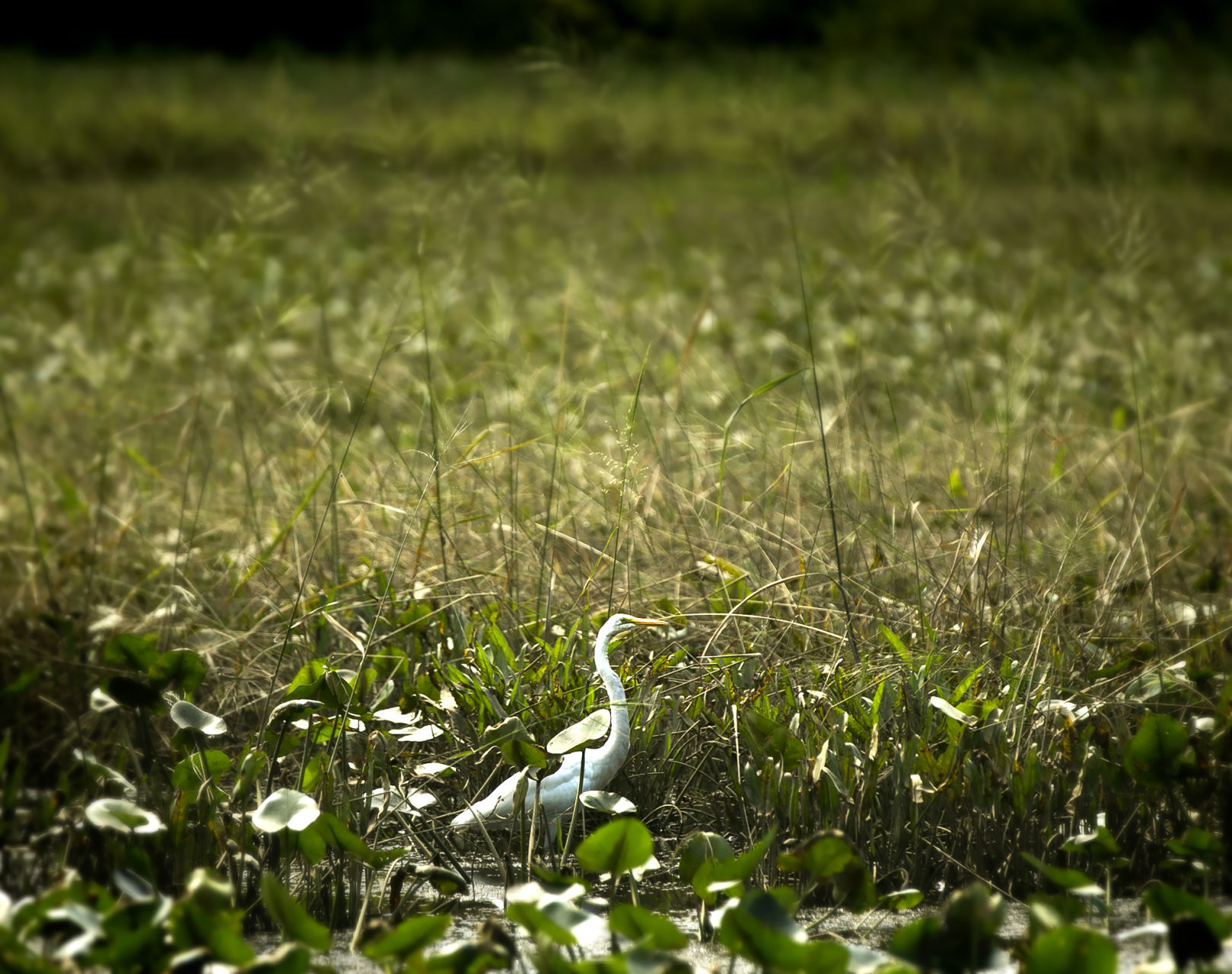 Wild Isle